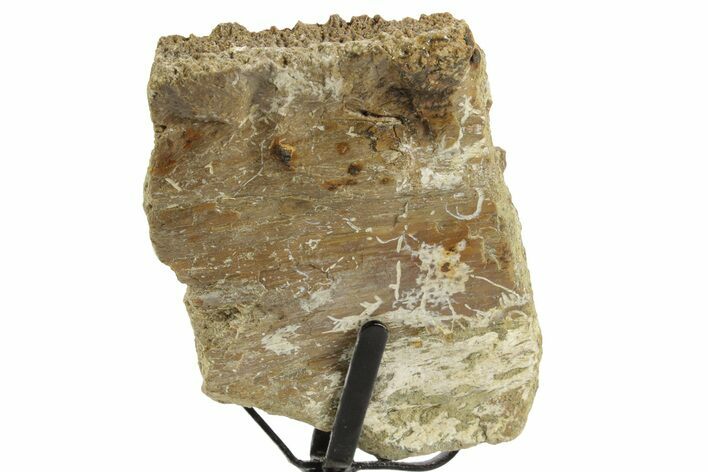 Cretaceous Fossil Turtle (Toxochelys) Shell Section - Texas #377863